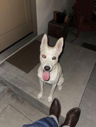 Found/Stray Male Dog last seen Fullerton gilbert, Fullerton, CA 92832