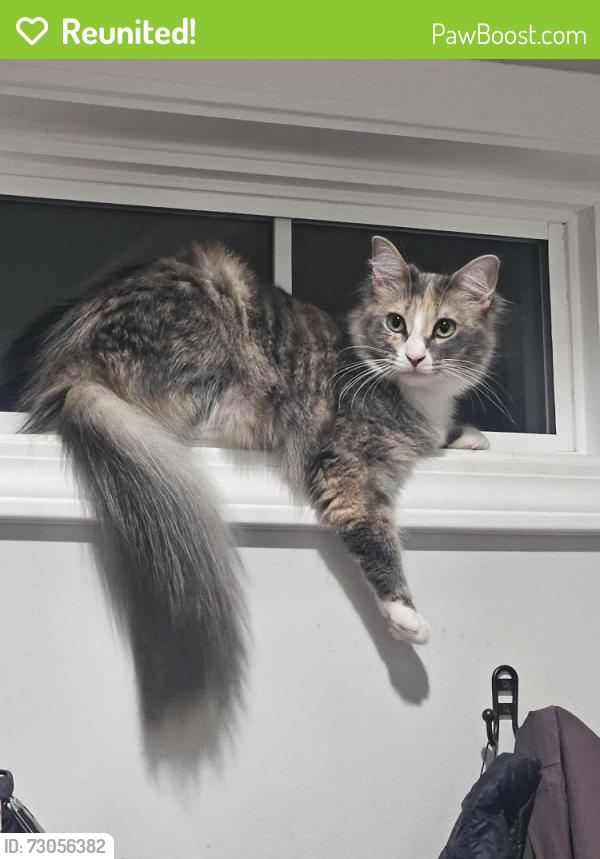 Reunited Female Cat last seen PetSmart Parking Lot, Kapolei, HI 96707