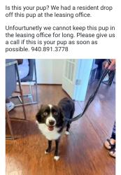 Reunited Female Dog last seen Loop 288 and Colorado, Denton, TX 76210