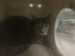 Shelter Stray Unknown Cat last seen , 1850 W 60th St, Los Angeles, CA 90047, USA