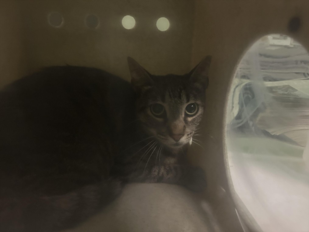 Shelter Stray Unknown Cat last seen , 1850 W 60th St, Los Angeles, CA 90047, USA