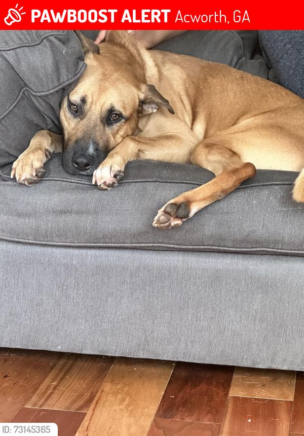 Lost Male Dog last seen Hope rd and Kellogg, Acworth, GA 30102