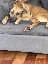 Lost Male Dog last seen Hope rd and Kellogg, Acworth, GA 30102