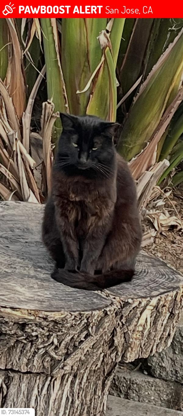 Lost Female Cat last seen Mattos & Shaffer, San Jose, CA 95132
