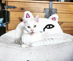 Reunited Male Cat last seen Ran over the road into gardens, Eccles, England M30 8WP