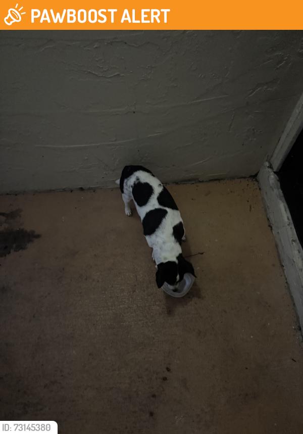Found/Stray Male Dog last seen West cypress rd, Palm Beach County, FL 33467