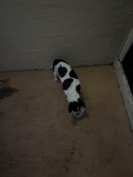 Found/Stray Male Dog last seen West cypress rd, Palm Beach County, FL 33467
