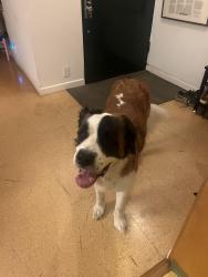 Found/Stray Female Dog last seen silverlake, Los Angeles, CA 90026