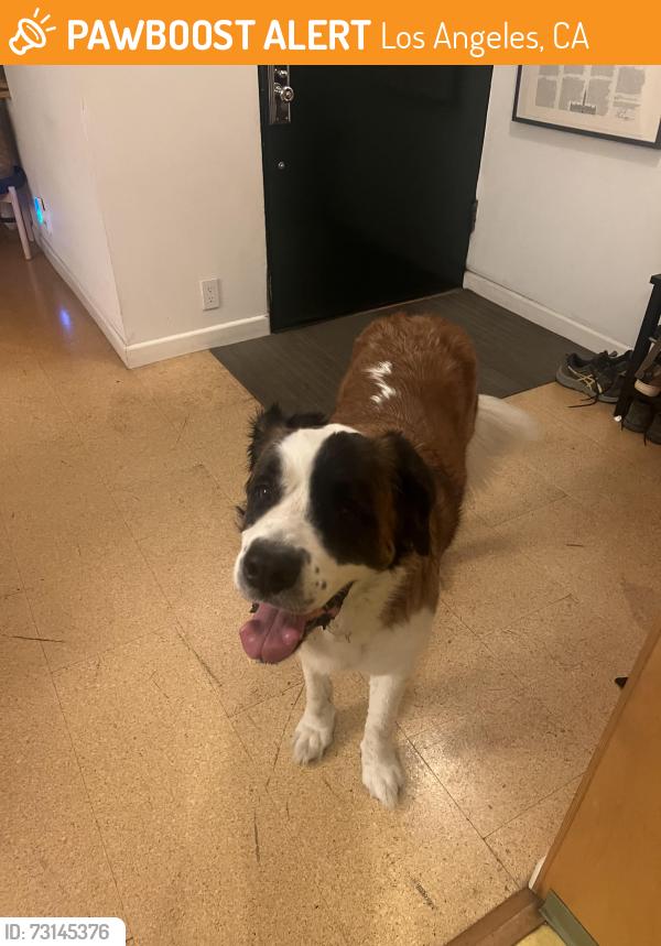 Found/Stray Female Dog last seen silverlake, Los Angeles, CA 90026