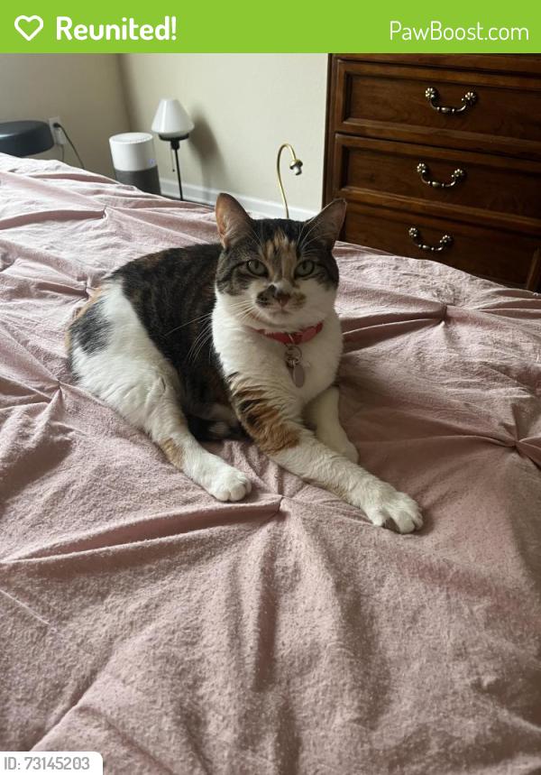 Reunited Female Cat last seen 27th, Ocala, FL 34475