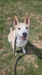 Reunited Male Dog last seen 81st/Glenrosa, Scottsdale, AZ 85251