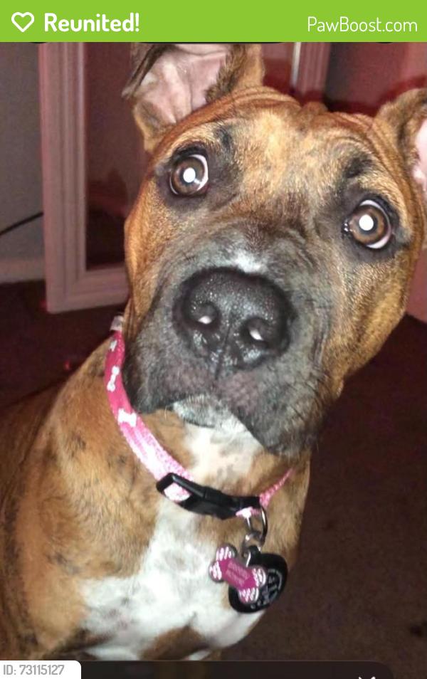 Reunited Female Dog last seen McArthur and Linwood, Oklahoma City, OK 73132