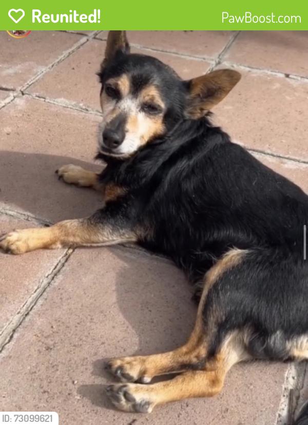 Reunited Male Dog last seen Yukon, Inglewood, CA 90303