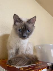 Reunited Female Cat last seen Trinity ave, last spotted in san lucas ave/olympia, Seaside, CA 93955