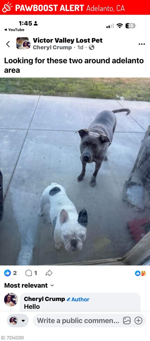 Lost Female Dog last seen Sun Valley Street, Adelanto, CA 92301