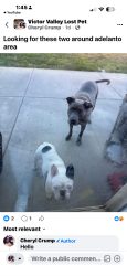 Lost Female Dog last seen Sun Valley Street, Adelanto, CA 92301