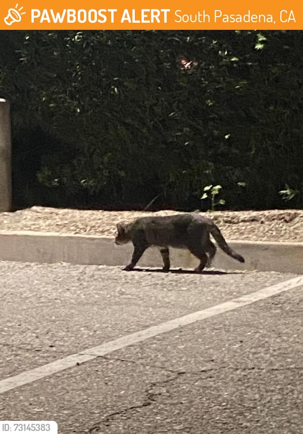 Found/Stray Unknown Cat last seen Ostrich Farm Lofts, South Pasadena, CA 91030