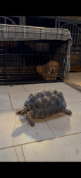 Lost Female Reptile last seen Madison, El Cajon, CA 92021