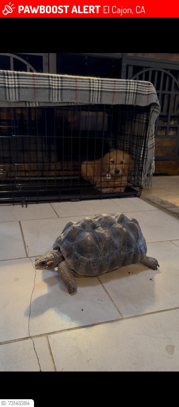 Lost Female Reptile last seen Madison, El Cajon, CA 92021