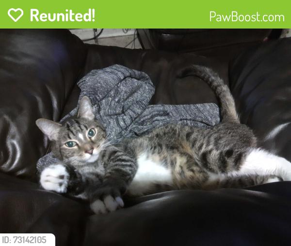 Reunited Male Cat last seen Near W Camelback Rd, Glendale, AZ 85303, Glendale, AZ 85303