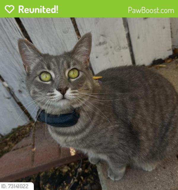 Reunited Female Cat last seen North Hollywood Way / Edison Ave, Burbank, CA 91505