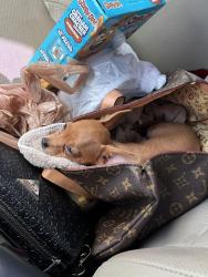 Lost Female Dog last seen Stanley and Owen’s, Las Vegas, NV 89101