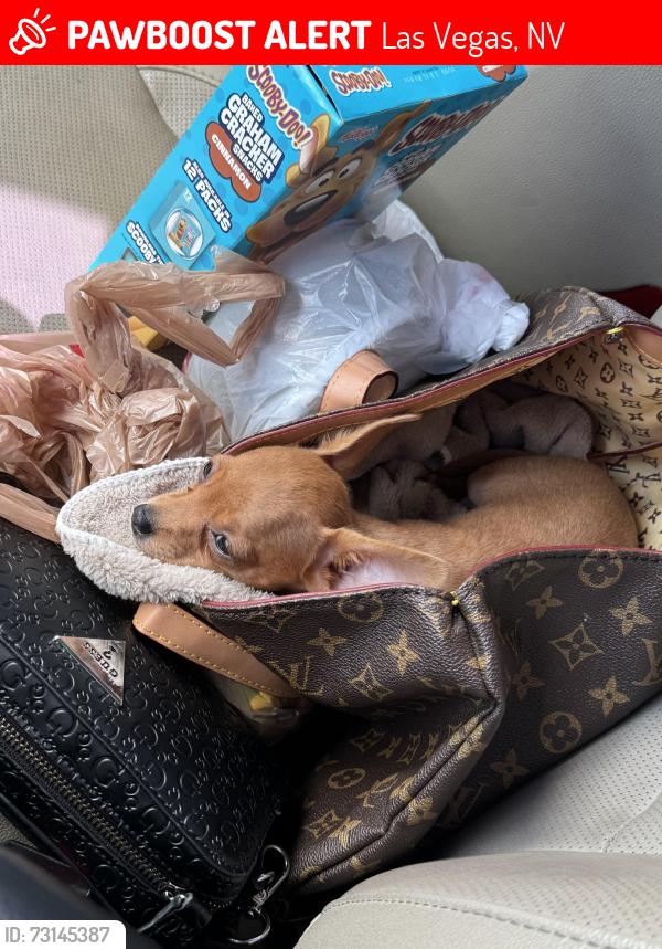 Lost Female Dog last seen Stanley and Owen’s, Las Vegas, NV 89101