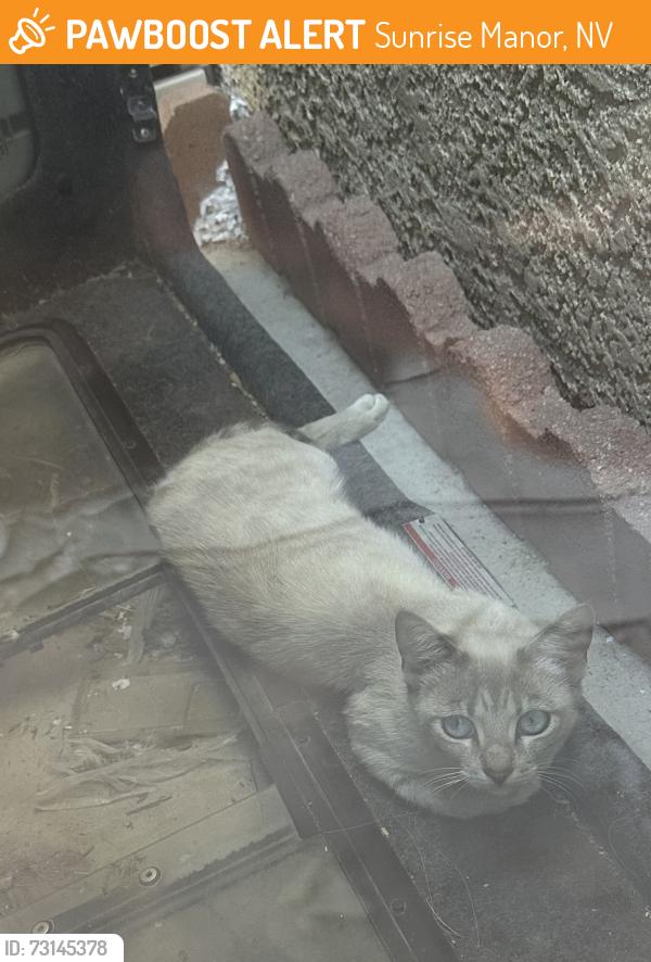 Found/Stray Female Cat last seen Charleston and Sunrise Mountain Drive, Sunrise Manor, NV 89110
