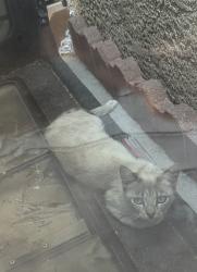 Found/Stray Female Cat last seen Charleston and Sunrise Mountain Drive, Sunrise Manor, NV 89110