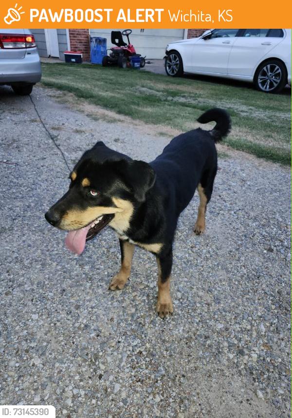Found/Stray Male Dog last seen Seneca and harry, Wichita, KS 67213