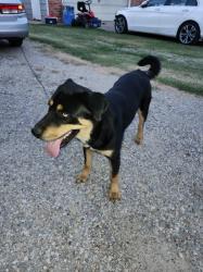 Found/Stray Male Dog last seen Seneca and harry, Wichita, KS 67213