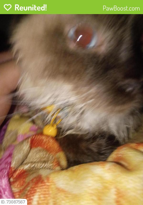 Reunited Female Cat last seen Brittany way 89107, Las Vegas, NV 89107