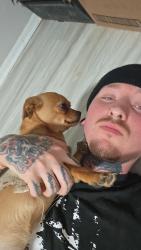 Reunited Female Dog last seen Albuquerque, NM, USA, Albuquerque, NM 87102
