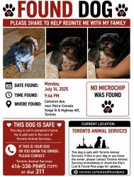 Found/Stray Male Dog last seen Near Cameron Ave, North York, Ontario, Earlwood, NSW 2206
