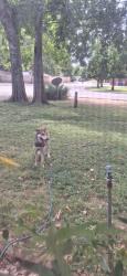 Found/Stray Male Dog last seen Creekside & Sacramento Dr., Redding, CA 96001