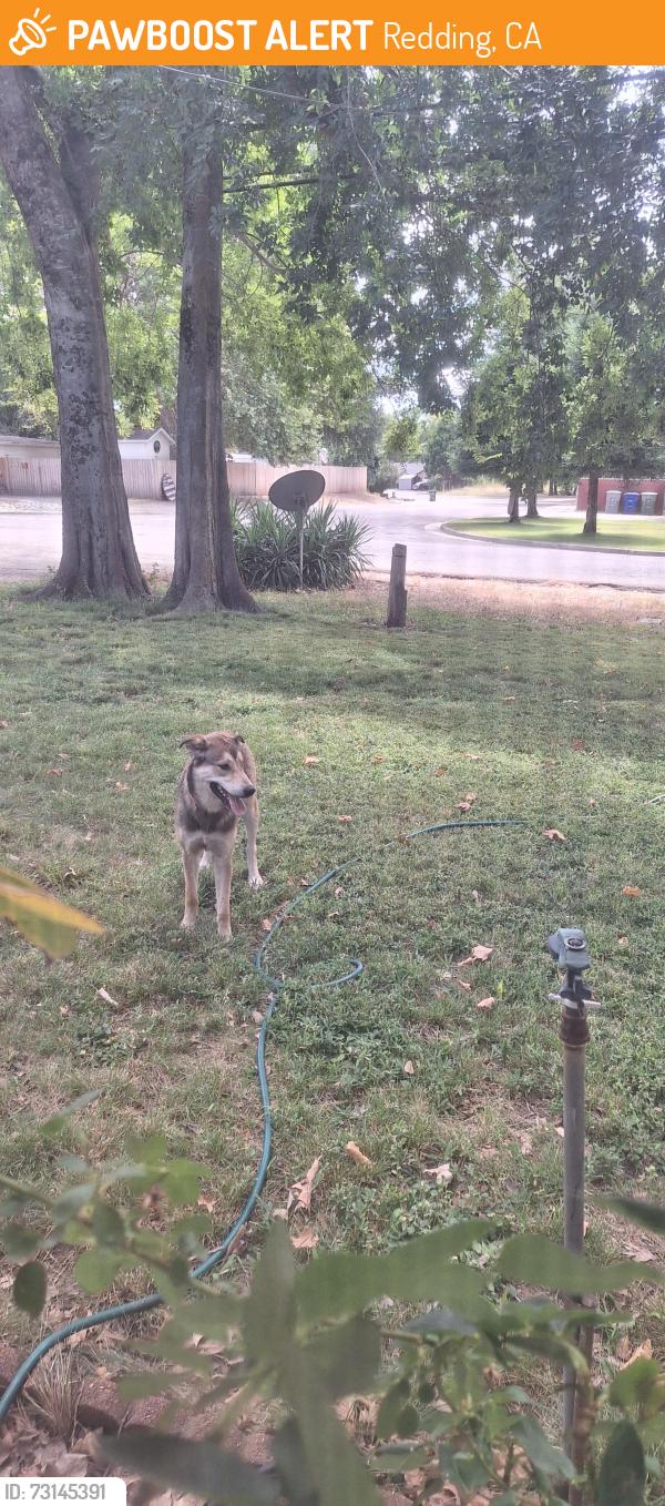 Found/Stray Male Dog last seen Creekside & Sacramento Dr., Redding, CA 96001