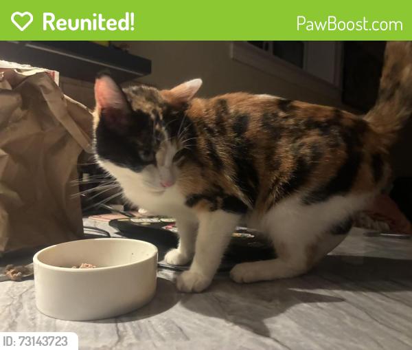 Reunited Female Cat last seen Benvenue & webster, Berkeley, CA 94705