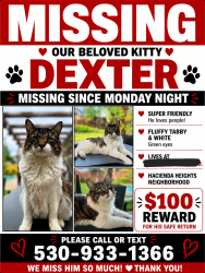 Lost Male Cat last seen Hacienda street redding, Redding, CA 96003