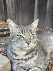 Lost Female Cat last seen SH audiology, sunnyvale office (medical center), Sunnyvale, CA 94087