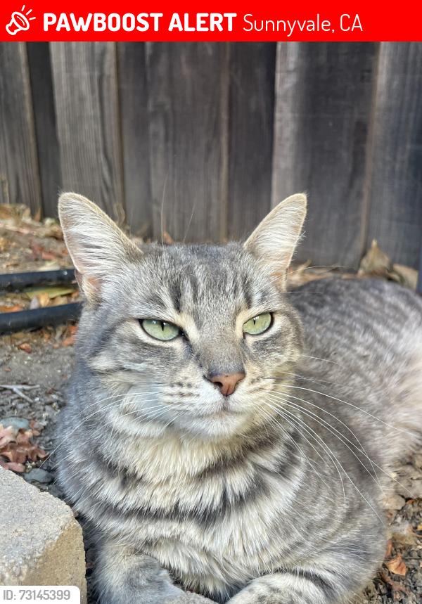 Lost Female Cat last seen SH audiology, sunnyvale office (medical center), Sunnyvale, CA 94087