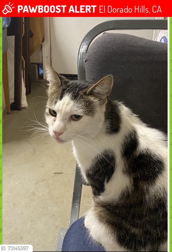 Lost Male Cat last seen Waterford, Raleigh way, El Dorado Hills, CA 95762