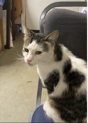 Lost Male Cat last seen Waterford, Raleigh way, El Dorado Hills, CA 95762