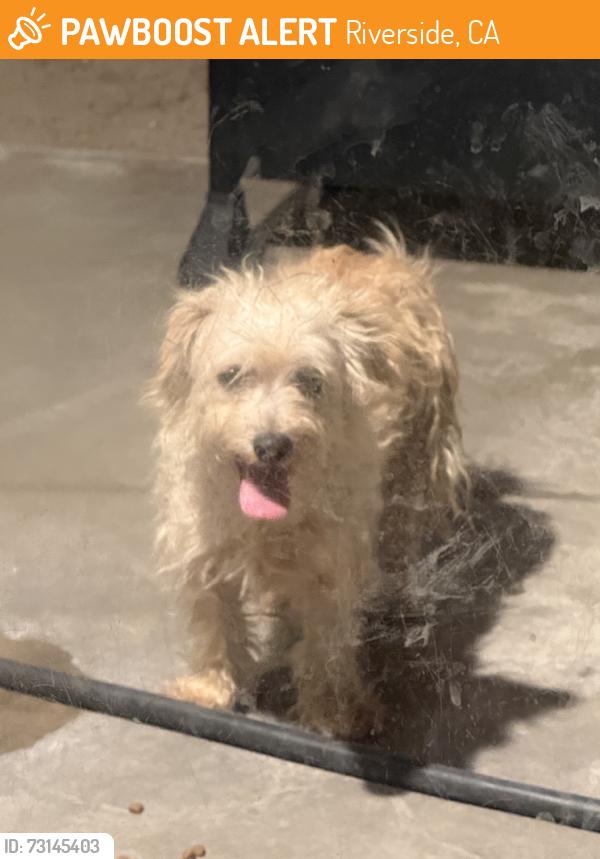 Found/Stray Male Dog last seen Riverside ave and placita, Riverside, CA 92501