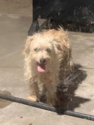 Found/Stray Male Dog last seen Riverside ave and placita, Riverside, CA 92501
