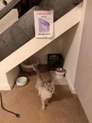 Reunited Female Cat last seen San Mateo & Montgomery, Albuquerque, NM 87108