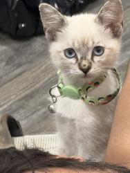 Lost Female Cat last seen Boys and girls club, Los Angeles, CA 90033