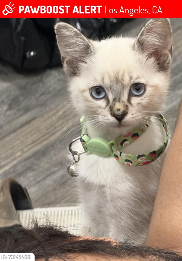 Lost Female Cat last seen Boys and girls club, Los Angeles, CA 90033
