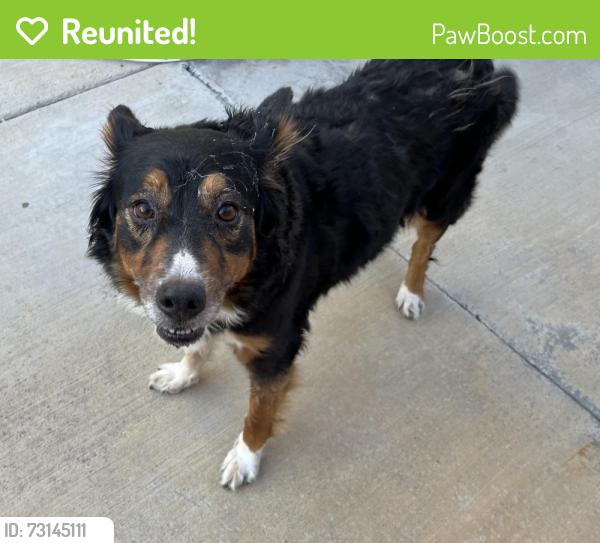 Reunited Unknown Dog last seen corner of Faith Street & Julian Lane, Fontana, CA 92336