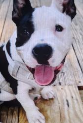 Found/Stray Female Dog last seen Loves store #507, Salisbury, NC 28144