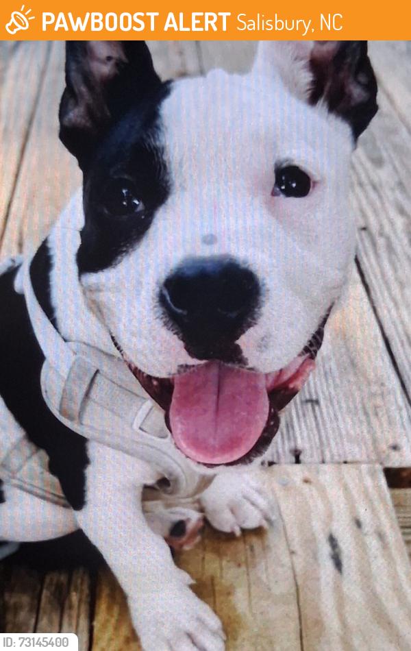 Found/Stray Female Dog last seen Loves store #507, Salisbury, NC 28144